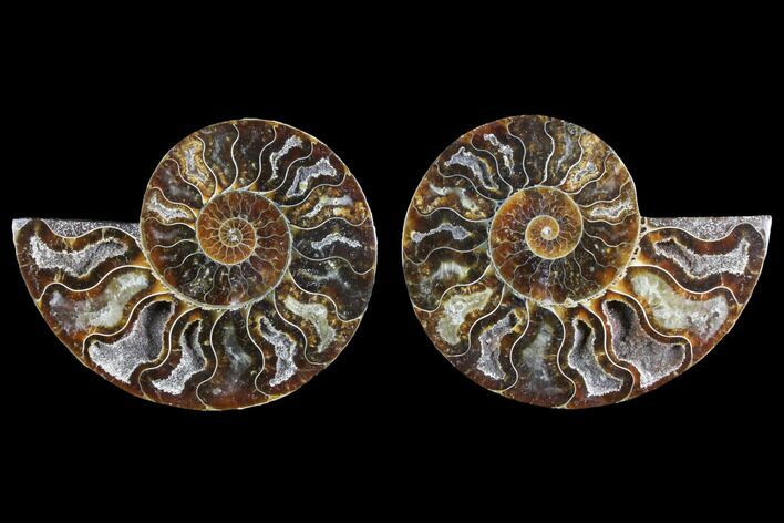 Agate Replaced Ammonite Fossil - Madagascar #145823